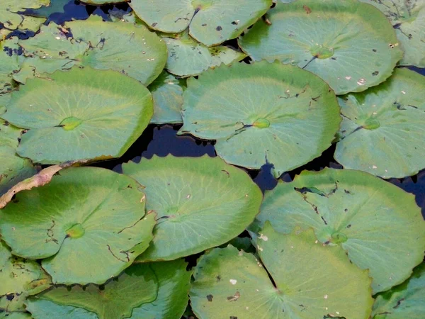 Conde Bahia Brazil September 2012 Vitoria Regia Aquatic Plant Seen — Stock Photo, Image