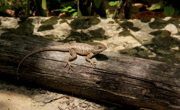 Conde Bahia Brasilien September 2012 Gecko Wird Einem Garten Der — Stockfoto