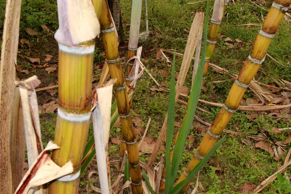 2012年9月17日ブラジル バイーア州コンデ市の農村部にサトウキビ栽培が見られる — ストック写真