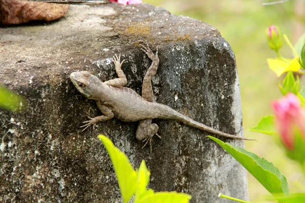 Conde Bahia Brazil Setembro 2012 Gekko Wordt Gezien Een Tuin — Stockfoto