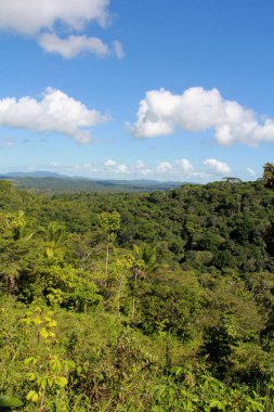 itacare, bahia / brrazil - 3 Temmuz 2012: Mata Alatantica 'nın Taboquinha ilçesindeki manzarası, Itacare belediyesinin kırsal alanı