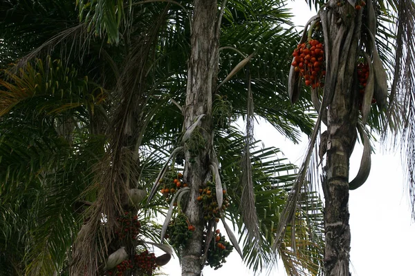 Urucuca Bahia Brasilien März 2012 Pupunha Palmenplantage Für Die Produktion — Stockfoto