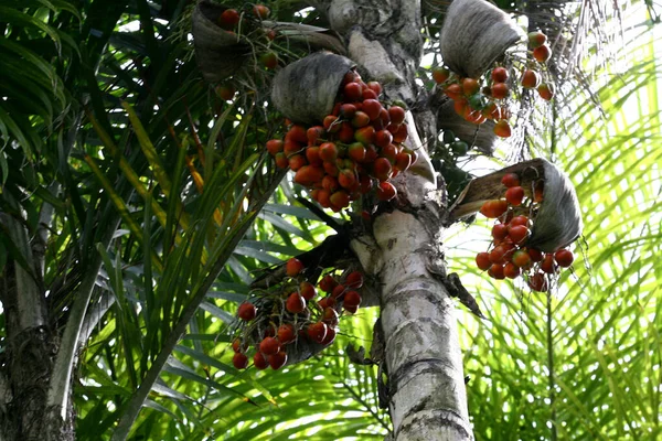 Urucuca Bahia Brazil Maart 2012 Pupunha Palmplantage Voor Palmhartproductie Urucuca — Stockfoto
