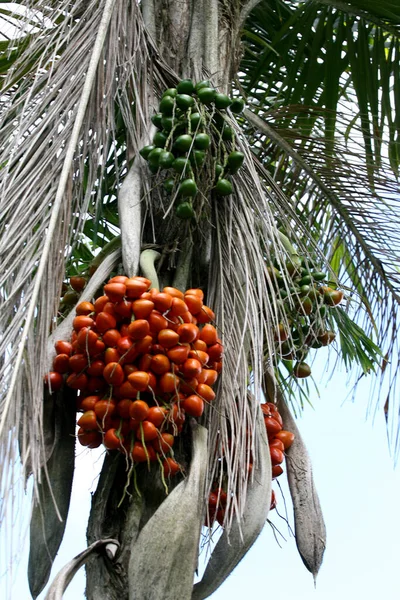 Urucuca Bahia Brazil Mars 2012 Pupunha Palmplantage För Palmhjärtproduktion Staden — Stockfoto
