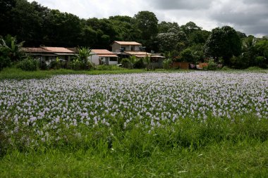 Itajuipe, Bahia / Brezilya - 11 Ocak 2012: Itajuipe kentindeki bir gölette su bitkilerinin çiçekleri görülür.