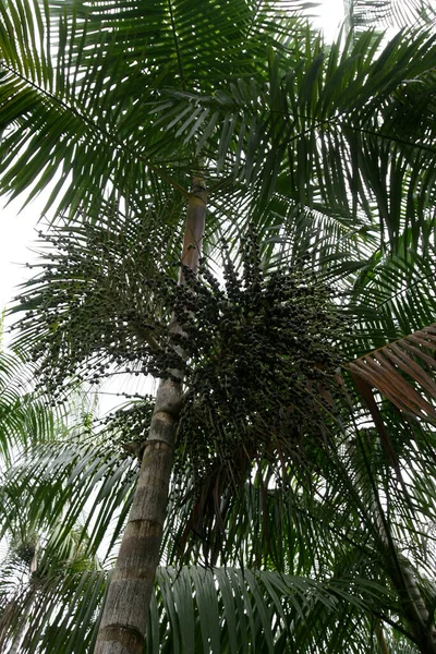 2012 Arataca Bahia Brazil February Acai Palm Fortation Urality Arataca — 스톡 사진