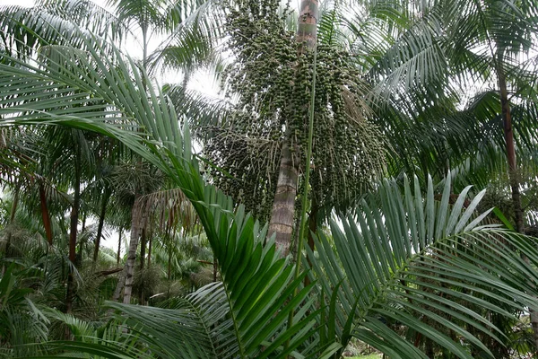 Arataca Bahia Brasil Fevereiro 2012 Plantação Açaí Município Arataca Legenda — Fotografia de Stock