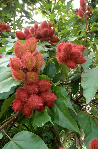 Eunapolis Bahia Brazil Abril 2011 Plantación Annatto Ciudad Eunapolis Fruta —  Fotos de Stock