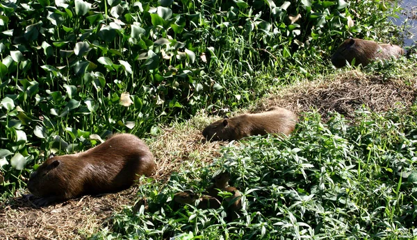 Itabuna Bahia Brasil Junho 2011 Família Capivara Vista Nas Margens — Fotografia de Stock