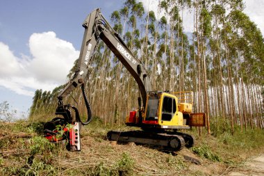 Eunapolis, Bahia / Brezilya - 26 Kasım 2010: Eunapolis kentindeki bir fabrikada hasatçı okaliptüs ağaçları keserken görüldü. * * * Yerel altyazı * *
