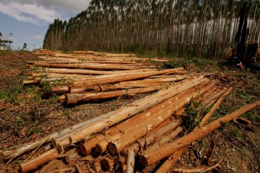 Eunapolis, Bahia / Brezilya - 26 Kasım 2010: Eunapolis kentindeki bir fabrikada hasatçı okaliptüs ağaçları keserken görüldü. * * * Yerel altyazı * *