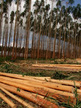 Eunapolis, Bahia / Brezilya - Kasım 26, 2010: Eunapolis 'teki bir fabrikada hamuru üretmek için okaliptüs ağaçları dikmek. * * * Yerel altyazı * *