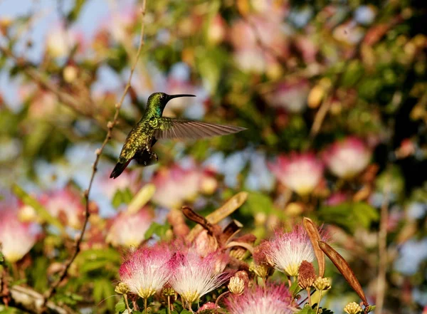 Eunapolis Bahia Brazil December 2009 Bird Hummingbird Seen Garden City — Stock Photo, Image