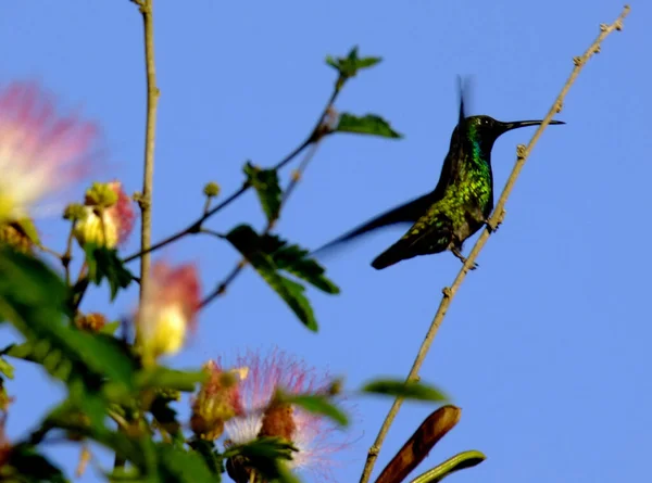 Eunapolis Bahia Brazil December 2009 Bird Hummingbird Seen Garden City — Stock Photo, Image