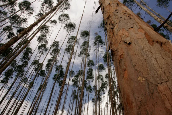 Eunapolis Bahia Brazil November November November 2010 Planting Eucalyptus Trees — 图库照片