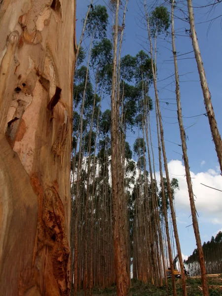 Eunapolis Bahia Brazil Listopada 2010 Sadzenie Drzew Eukaliptusowych Produkcji Miazgi — Zdjęcie stockowe