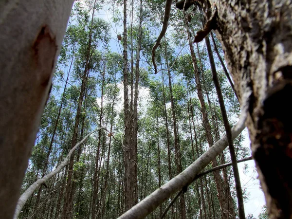 Eunapolis Bahia Brazil Januari 2011 Eucalyptus Boomplantage Voor Pulpproductie Een — Stockfoto