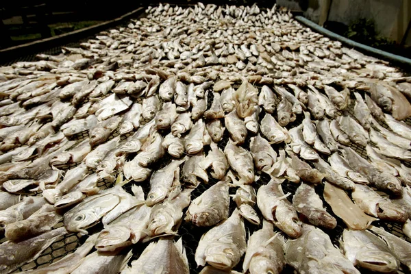 Nova Vicosa Bahia Brazil September 2008 Dehydrated Salted Fish Seen — Stock Photo, Image
