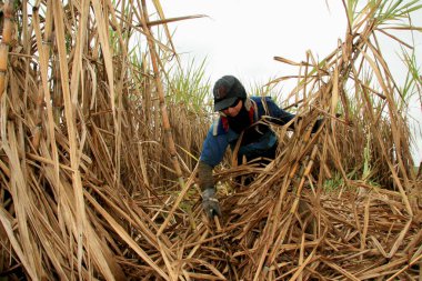 teixeira de fritas, bahia / brrazil - Kasım 12, 2008: işçi Teixeira de Freitas şehrindeki bir mahsulde şeker kamışı hasat ederken görülmektedir. * * * Yerel altyazı * *