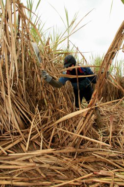 teixeira de fritas, bahia / brrazil - Kasım 12, 2008: işçi Teixeira de Freitas şehrindeki bir mahsulde şeker kamışı hasat ederken görülmektedir. * * * Yerel altyazı * *