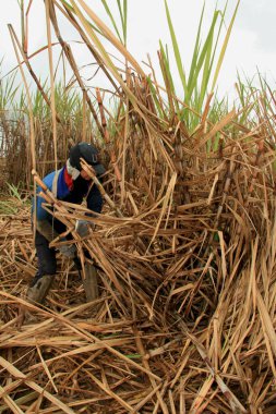 teixeira de fritas, bahia / brrazil - Kasım 12, 2008: işçi Teixeira de Freitas şehrindeki bir mahsulde şeker kamışı hasat ederken görülmektedir. * * * Yerel altyazı * *
