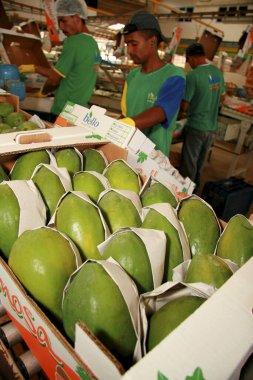 Mukoza, Bahia / Brezilya - 11 Mart 2009: Mucuri şehrinde papaya ihracatı için toplanıyor ve işleniyor