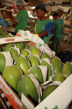 Mukoza, Bahia / Brezilya - 11 Mart 2009: Mucuri şehrinde papaya ihracatı için toplanıyor ve işleniyor