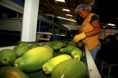 Mukoza, Bahia / Brezilya - 11 Mart 2009: Mucuri şehrinde papaya ihracatı için toplanıyor ve işleniyor