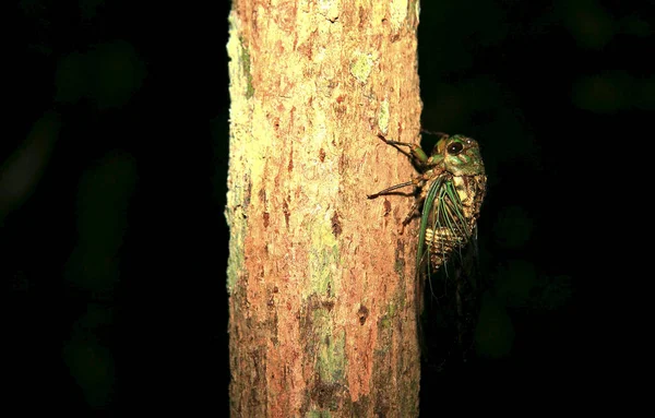 Salvador Bahia Brazilština Března 2009 Hmyz Cicada Vidět Stromě Městě — Stock fotografie