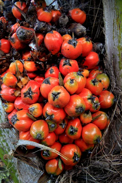 2011 Salvador Bahia Brazil March 2011 Oil Palm Palm Joys — 스톡 사진