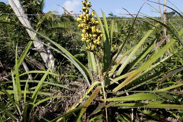 Conde Bahia Brazil Junio 2013 Fruto Bromelia Macambira Una Planta — Foto de Stock