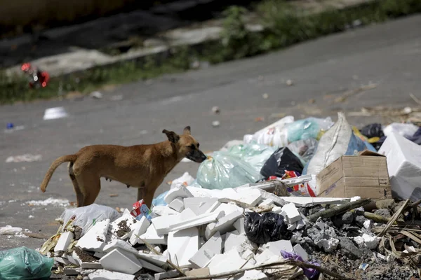 Simoes Filho Bahia Brazil April 2019 Dog Seen Next Garbage — Stock Photo, Image