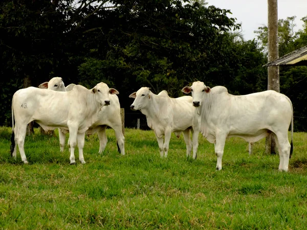 Itabela Bahia Brazil October 2010 Nellore Heifers Seen Farm Municipality — Stock Photo, Image