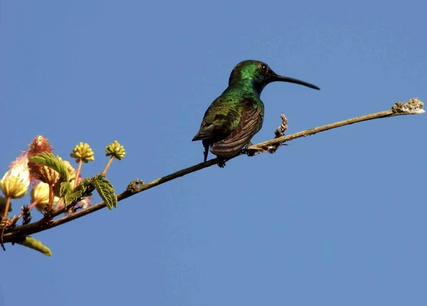 2009年12月3日 鳥のハチドリが園内で見られる — ストック写真