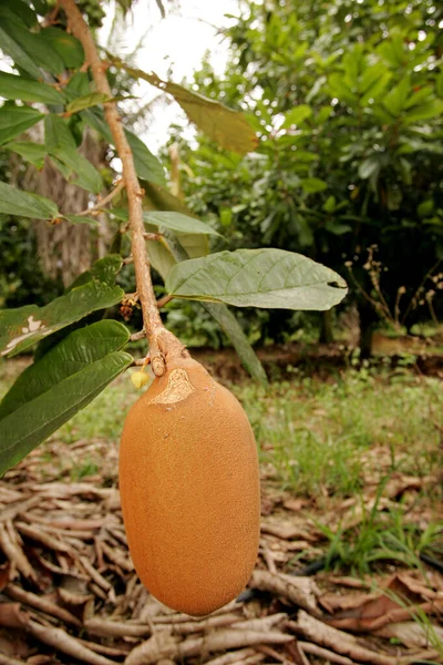 Porto Seguro Bahia Brasil Outubro 2010 Plantação Cupuacu Uma Fazenda — Fotografia de Stock