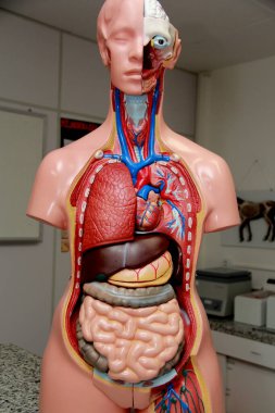 Salvador, Bahia / Brezilya - 3 Şubat 2013: karaciğer ve bağırsak böbrekleri gibi iç organları gösteren insan vücudu modeli. * * * Yerel altyazı * *