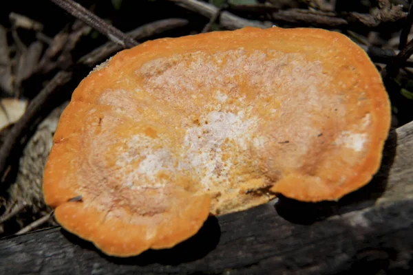 Salvador Bahia Brazil December 2014 Mushroom Fungus Seen Garden City — Stock Photo, Image