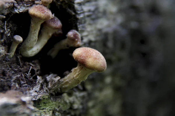 Salvador Bahia Brazil December 2014 Mushroom Fungus Можна Побачити Саду — стокове фото