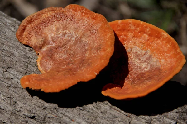 Salvador Bahia Brésil Décembre 2014 Champignon Champignon Est Observé Dans — Photo