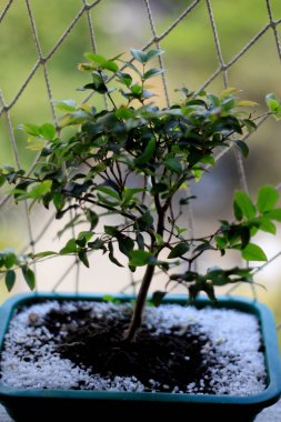 Salvador, Bahia / Brezilya - 30 Ağustos 2014: Jabuticaba bitkisinin bonsai 'si Salvador şehrinde görüldü. * * * Yerel altyazı * *