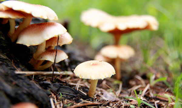 salvador, bahia / brazil - 18 февраля 2015 г.: Грибной гриб можно увидеть в саду в городе Сальвадор
