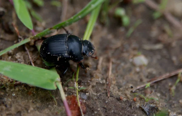 Salvador Bahia Brazil February 2015 Scarab Beetle Popularly Known Bug — стоковое фото