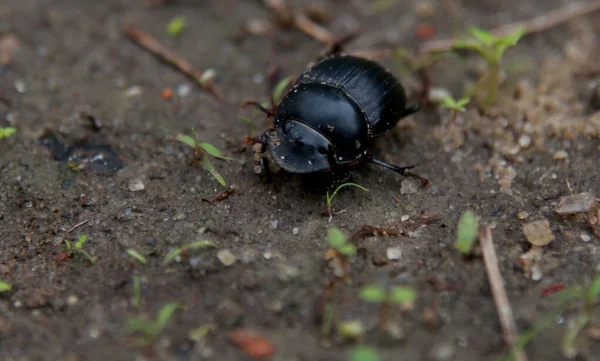 Salvador Bahia Brazil February 2015 Scarab Beetle Popularly Known Bug — Stock Photo, Image
