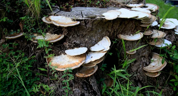 Salvador, Bahia / Brezilya - 25 Nisan 2020: Salvador 'da bir ağaç gövdesinde mantar görüldü.