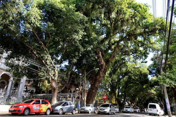 Salvador Bahia Brazil Gennaio 2017 Veduta Del Gigantesco Albero Mango — Foto Stock