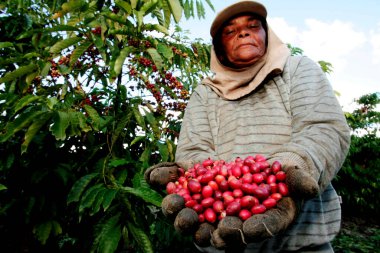 itabela, bahia / brrazil - Abril 23, 2010: İtabela kentindeki bir çiftlikte kahve hasadı sırasında kırsal işçi görüldü.. 