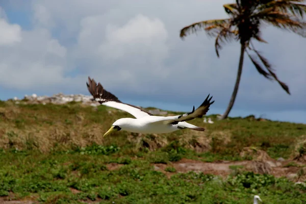 Caravelas Bahia Brazil 2012 Október Madarak Láthatók Abrolhos Marine Park — Stock Fotó