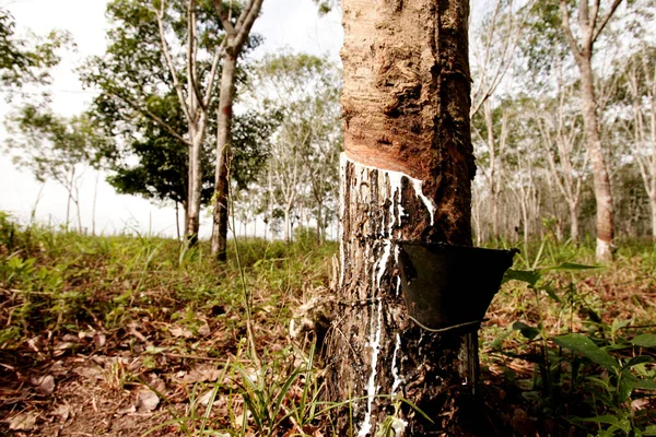 Itabela Bahia Brasil Junio 2010 Extracción Látex Caucho Para Producción — Foto de Stock