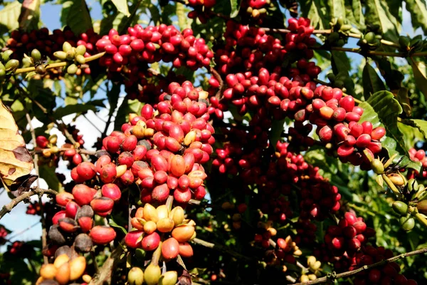 Itabela Bahia Brasil Abril 2010 Plantación Café Una Finca Ciudad — Foto de Stock