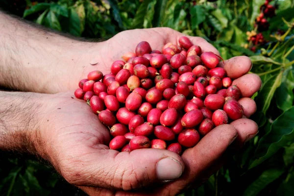 Itabela Bahia Brazil Abril 2010 Hands Hold Fruits Coffee Harvested — Stock Photo, Image